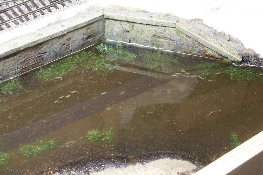 Die Kümmelfische sind bereits von der nächsten Harzschicht bedeckt.