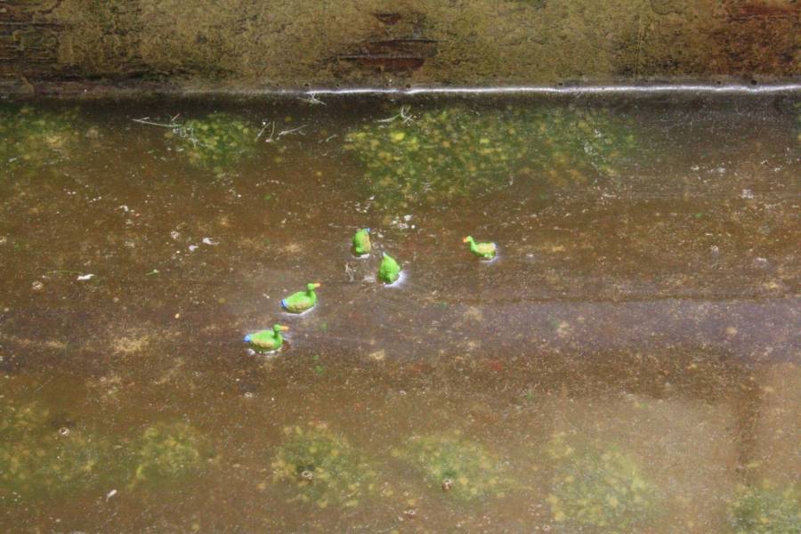 Enten!