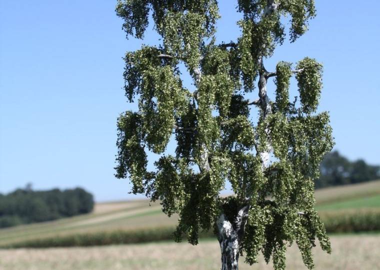 Selbstgebaute Birke